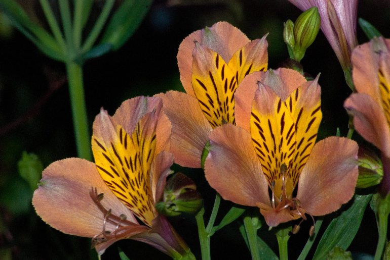 "The great hope of society is individual character." ~William Ellery Channing