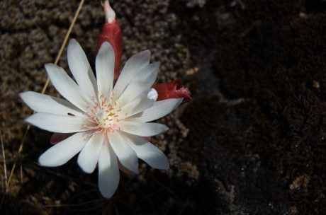 "Parents can only give good advice or put them on the right path, the final forming of a person's character lies in their own hands." ~Anne Frank