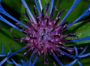 "A fair reputation is a plant, delicate in its nature, and by no means rapid in its growth. It will not shoot up in a night like the gourd of the prophet; but, like that gourd, it may perish in a night." ~Jeremy Taylor