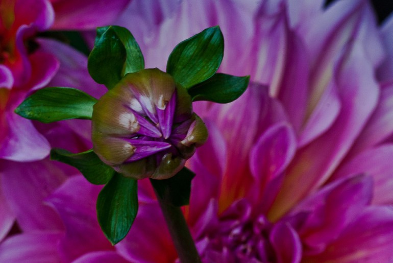 "Imagination is the eye of the soul." ~Joseph Joubert