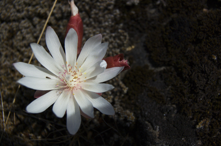 “The world's flattery and hypocrisy is a sweet morsel: eat less of it, for it is full of fire. Its fire is hidden while its taste is manifest, but its smoke becomes visible in the end. ” ~Rumi