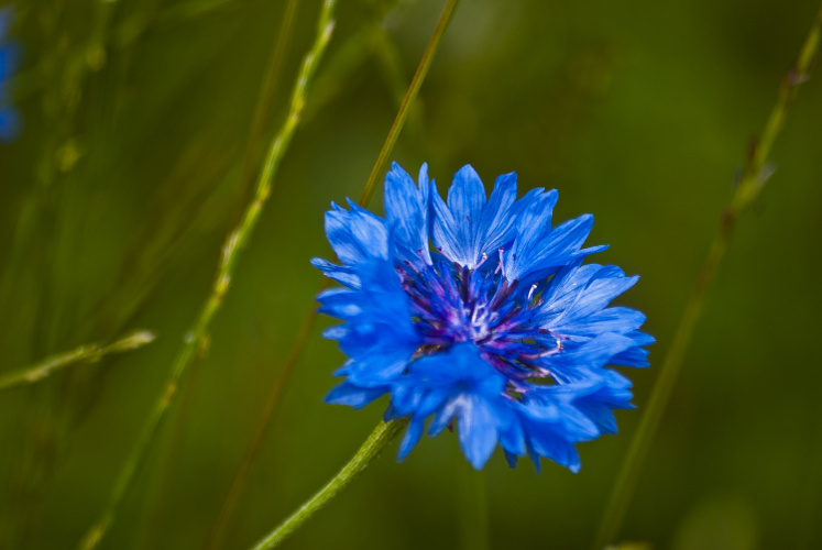 “One afternoon, when I was four years old, my father came home, and he found me in the living room in front of a roaring fire, which made him very angry... Because we didn't have a fireplace.” ~Victor Borge