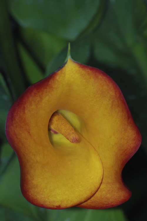 "There are always flowers, for those who want to see them." ~Henry Matisse