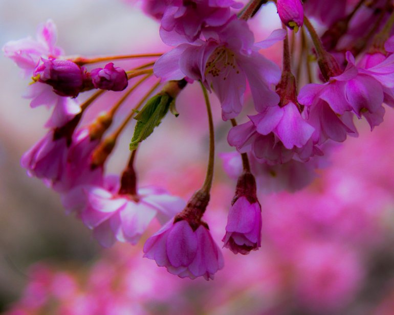 "The Amen! of Nature is always a flower." ~Oliver Wendall Holmes