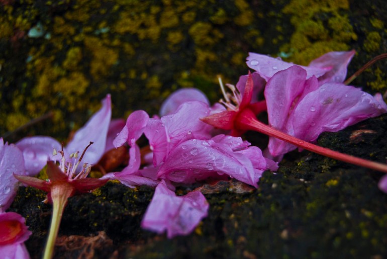 "When I die, I want to go peacefully like my grandfather did–in his sleep. Not yelling and screaming like the passengers in his car." -Bob Monkhouse