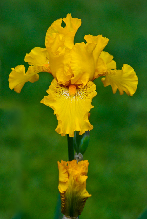 'Let us contemplate the humility of the Son of God born into poverty. Let us imitate him by sharing with those who are weak." ~Pope Francis