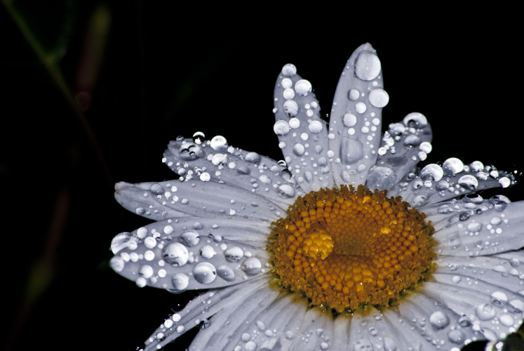 "In the depths of Winter, I finally realized that within me there lay an invincible Summer." ~Albert Camus