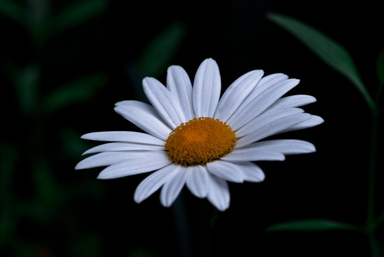 "He who angers you, controls you." ~Imam Ali