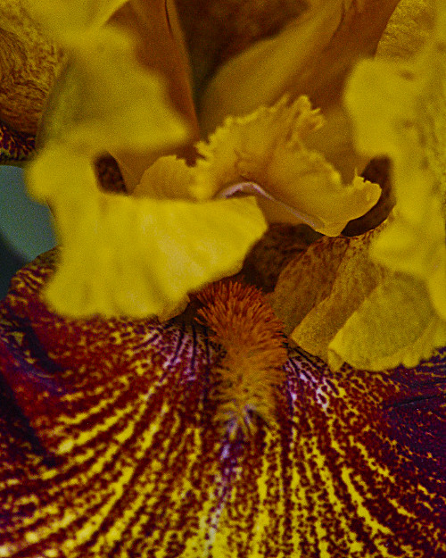 "My true religion is Kindness." ~Dalai Lama 