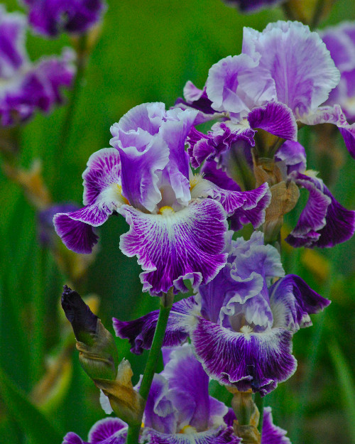 "Never doubt that a small group of thoughtful, committed citizens can change the world. Indeed, it is the only thing that ever has." ~Margaret Mead