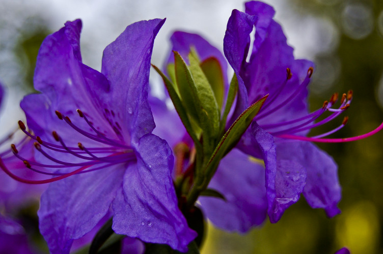 "Keep away from people who try to belittle your ambitions. Small people always do that, but the really great make you feel that you, too, can become great." ~Mark Twain