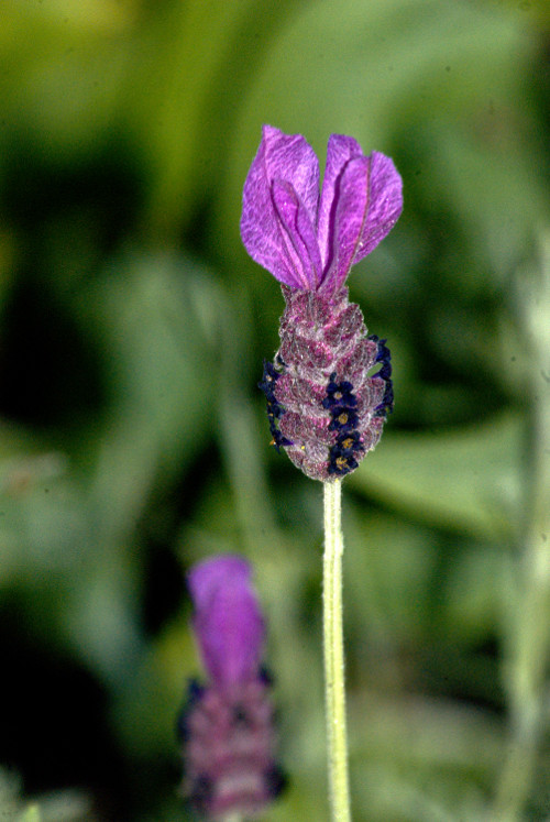 "What you are is what you have been. What you'll be is what you do now." ~Buddha