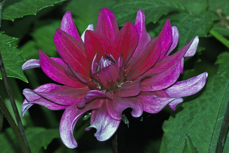 "No one can make you feel inferior without your consent." ~Eleanor Roosevelt