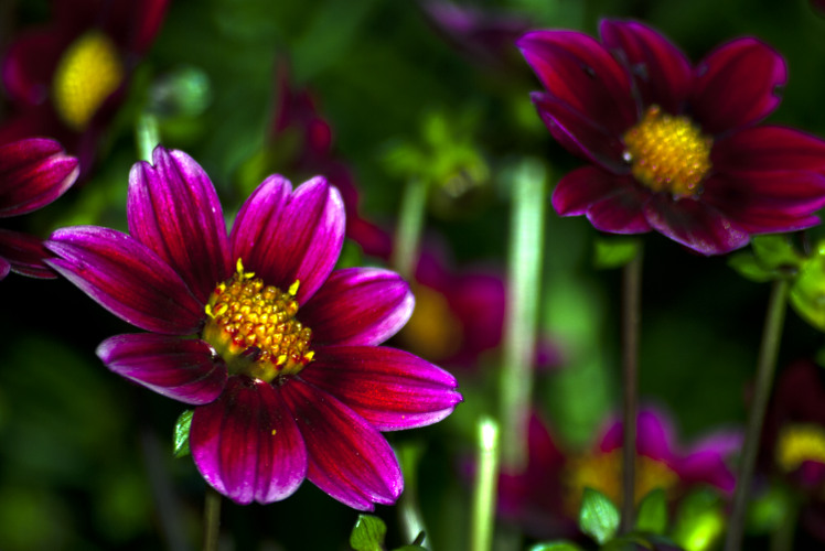 "Never look down on anybody unless you're helping him up." ~Jesse Jackson