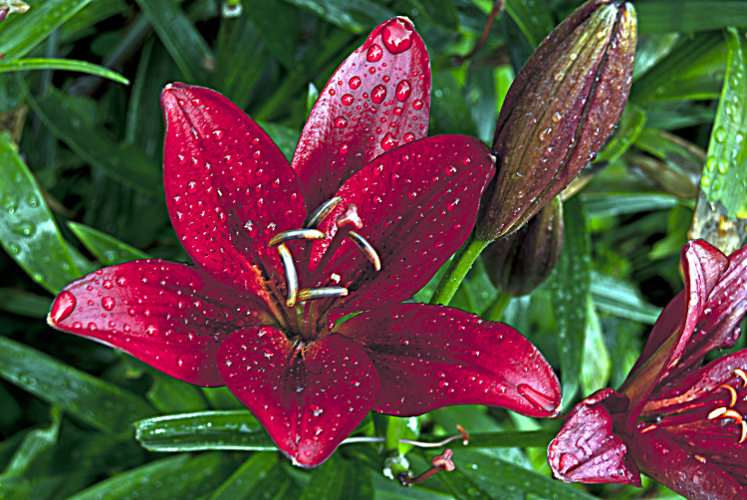 "The poor man is not he who is without a cent, but he who is without a dream.' ~Harry Kemp