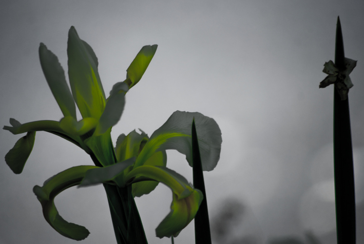 "As long as you make an identity for yourself out of pain, you cannot be free of it." ~Eckhart Tolle