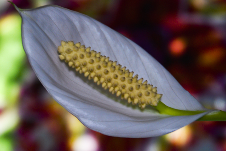 "On Easter Day the veil between time and eternity thins to gossamer." ~Douglas Horton