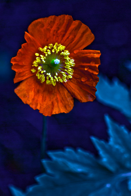 "Half of the troubles of this life can be traced to saying yes too quickly and not saying no soon enough." ~Josh Billings