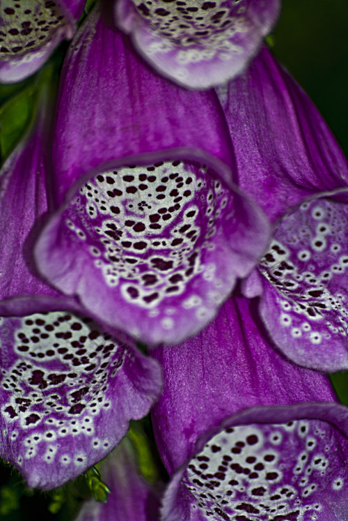 "There's always failure. And there's always disappointment. And there's always loss. But the secret is learning from the loss, and realizing that none of those holes are vacuums." ~Michael J. Fox