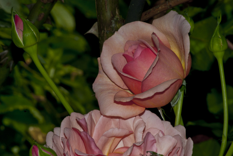 "Make the best use of what is in your power and take the rest as it happens." ~Epictetus