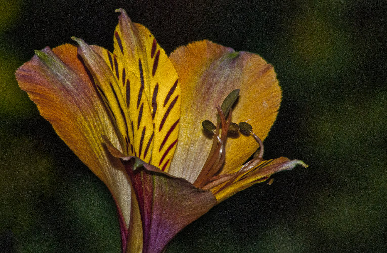 "Praise is like sunlight to the human spirit: we cannot flower and grow without it." ~Jess Lair