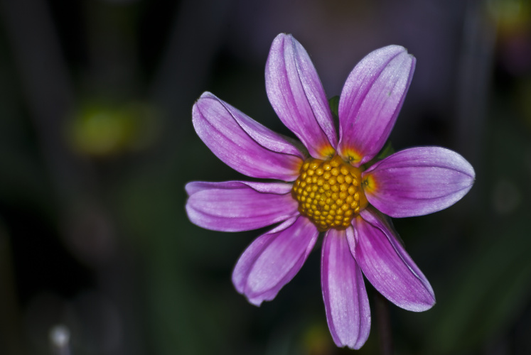 "A man cannot be comfortable without his own approval." ~Mark Twain