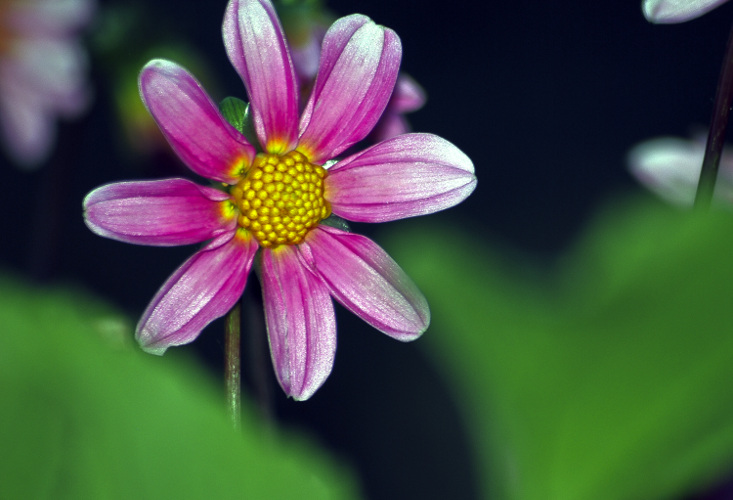 "When you do things from your soul, you feel a river moving in you, a joy." ~Rumi 