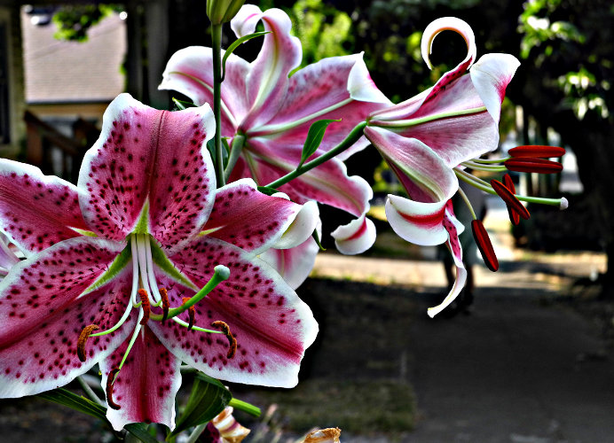 "Along with success comes a reputation for wisdom." ~Euripides