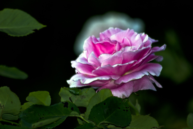 "I have just three things to teach: simplicity, patience, compassion. These three are your greatest treasures." ~Lao Tzu