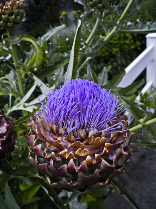 "If we look at the world with a love of life, the world will reveal its beauty to us." ~Daisaku Ikeda