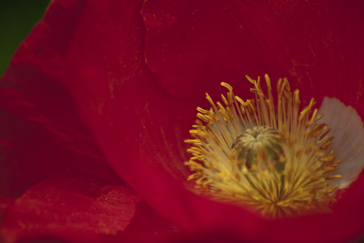 "Anything can be painted without representation." ~Agnes Martin