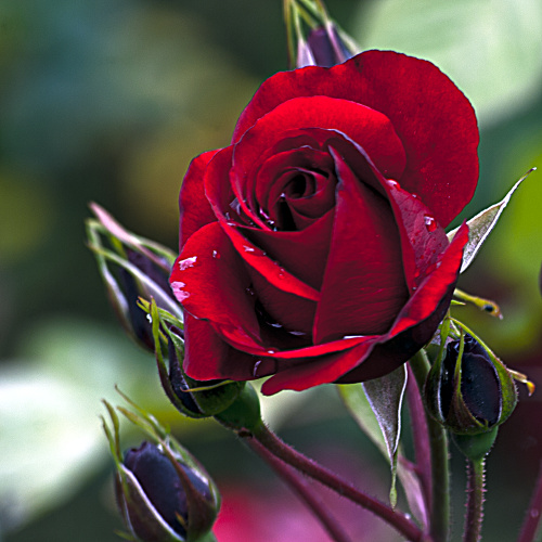 "Life, is not a having and getting. But A Being and Becoming." ~Myrna Loy