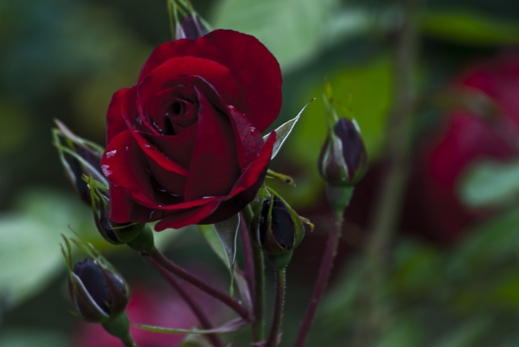 2 Quote A Flower Daily - Red Rose