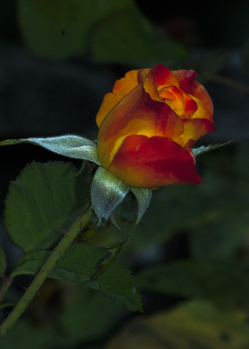 “You know you're in love when you can't fall asleep because reality is finally better than your dreams.” ~Dr. Seuss