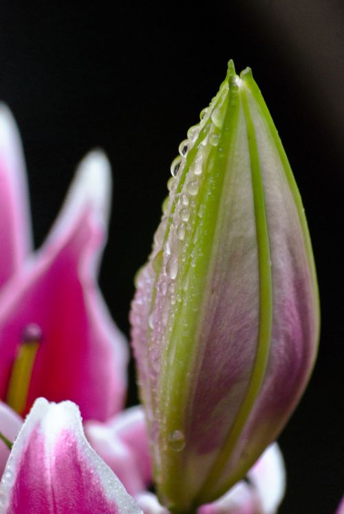 "Remember there's no such thing as a small act of kindness. Every act creates a ripple with no logical end." ~Adams