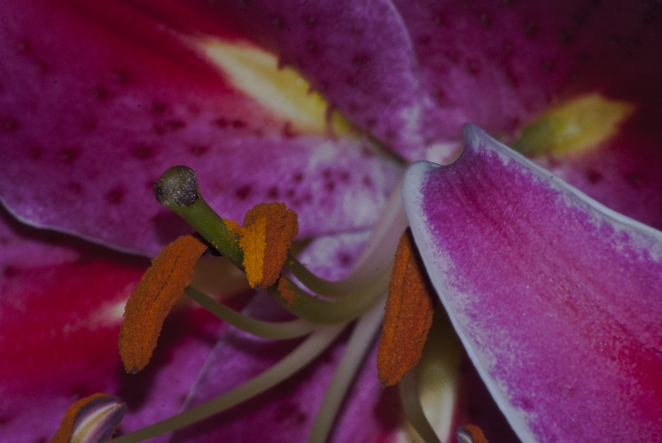 "Life is now. There was never a time when your life was not now, nor will there ever be." ~Eckhart Tolle