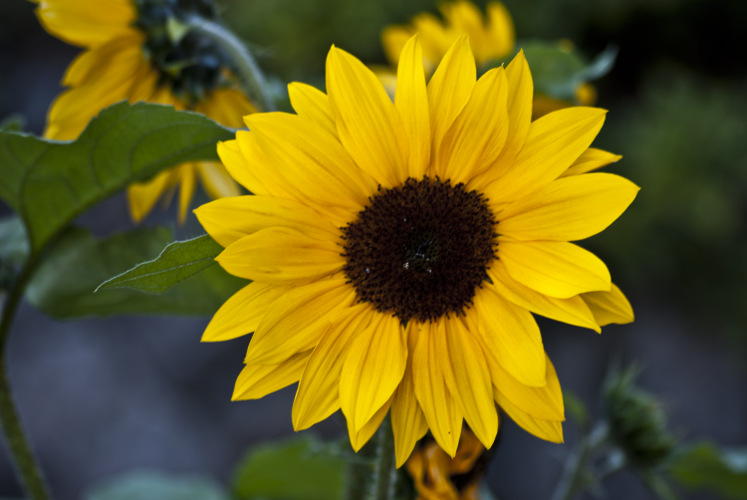 "When you want to win a game, you have to teach. When you lose a game, you have to learn." ~Tom Landry