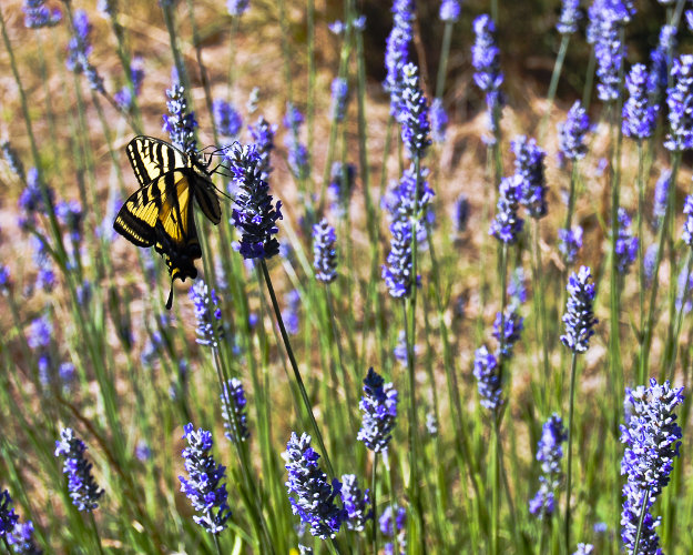 "So vast is art, so narrow human wit." ~Alexander Pope