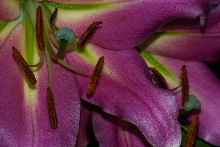 "By listening with calm and understanding, we can ease the suffering of another person." ~Thich Nhat Hanh