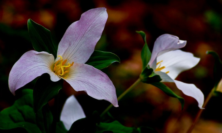 "There are two primary choices in life: to accept conditions as they exist, or accept the responsibility for changing them." ~Denis Waitley