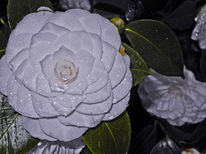 "Happiness is when what you think, what you say, and what you do are in harmony." ~Gandhi