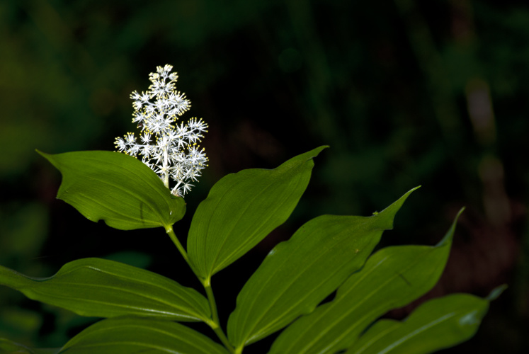 2 Quote A Flower Daily - Solomans Seal