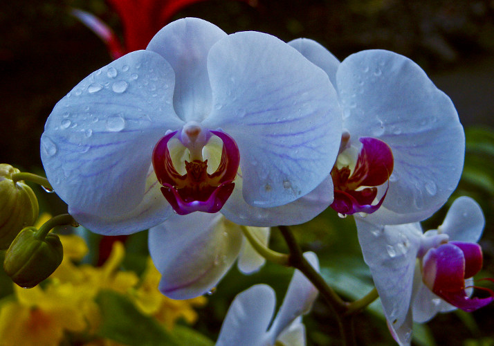 “Sometimes, I sit alone under the stars and think of the galaxies inside my heart, and truly wonder if anyone will ever want to make sense of all that I am.” ~Christopher Poindexter