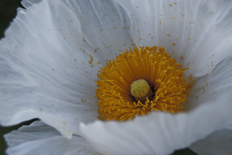 "Still water has no mind to receive the image of the migrating geese." ~Zen Proverb