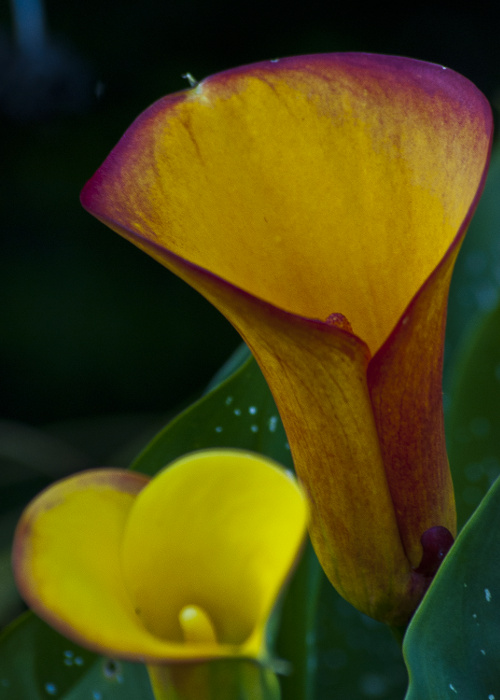 "If you think there is some secret, it is of your own making." ~Hui Neng