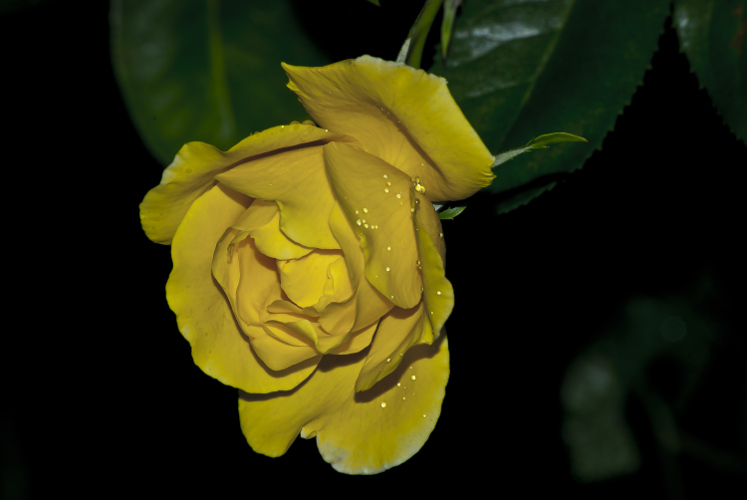 "Love is like a virus. It can happen to anybody at any time." ~Maya Angelou