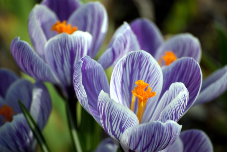 2 Quote A Flower Daily - Crocus Closeup
