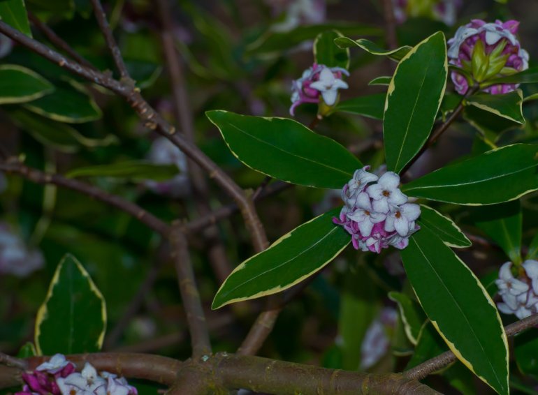 2 Quote A Flower Daily - Daphne