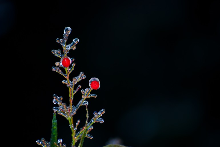 2 Quote a Berry - Iced Berries