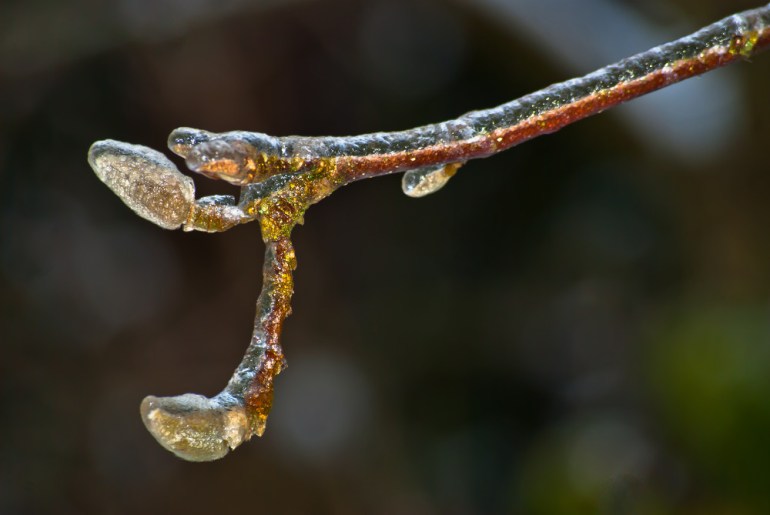 2 Quote A Flower Daily - Iced Magnolia
